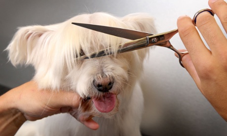 Pet grooming