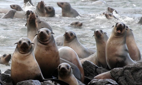 Seal rocks, Phillip Island