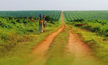 Feronia’s Yaligimba palm oil plantation in DRC.