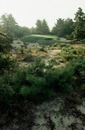 Bushes and shrubs in the rough near the green for the 10th hole at Pine Valley.
