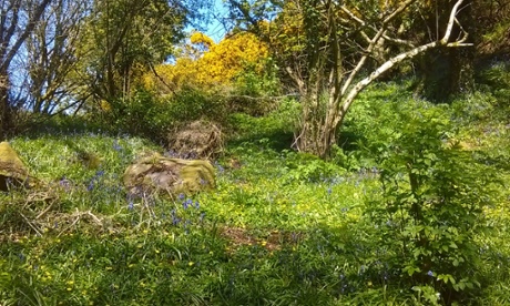 Spring comes to Scrabo country park.