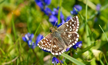 A grizzled skipper butterfly
