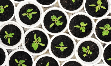 Down to earth … all I wanted was a plant in a pot.