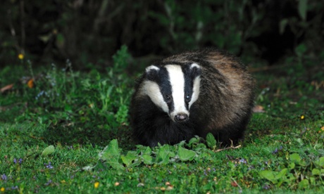 badger