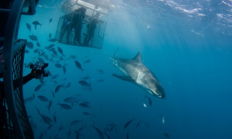 Cage diving with great white sharks off the Neptune Islands.