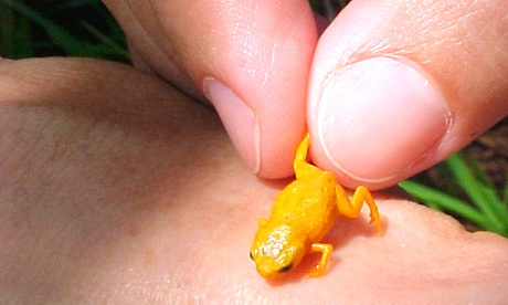 One of the species of miniaturized frog found in the Brazilian Atlantic Forest, shows the extent of the miniaturization.