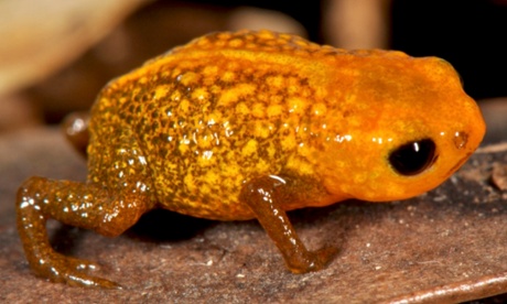 Two of the new species of miniaturized frog found in the Brazilian Atlantic Forest are pictured. Image is of Brachycephalus auroguttatus
