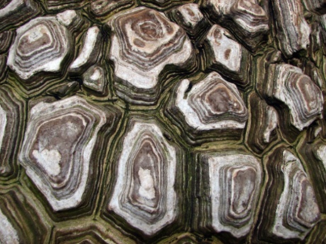 Delicious yam ... also a good source of a progesterone-like compound. 