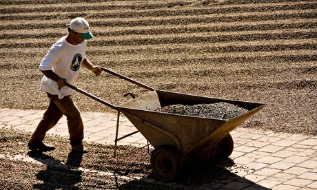 Man puts coffee to dry at Sao Benedito s Farm state of Sao Paulo Brazil 08 16 07