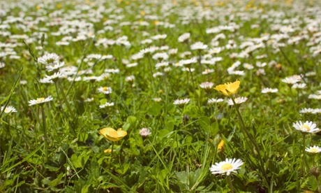 Buttercups and daisies in a lawn.