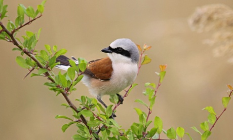 A male red-backed shrike (Lanius collurio), or Butcher Bird, now on the verge of extinction in Britain.