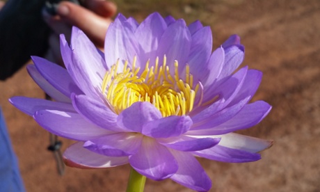 Carlos Magdalena - Kew Gardens' resident tropical plant and waterlily expert - has discovered a brand new species of waterlily whilst on a plant hunting expedition in Western Australia. This is Magdalena's first discovery of a previously unknown species - he shot to fame after saving the world's smallest waterlily (Nymphaea thermarum) from extinction in 2009, and has since been dubbed 'The Plant Messiah' by the press.  Joining teams from Kings Park Botanic Gardens and the University of Western Australia, Magdalena participated in a three week 'waterlily hunting' field expedition, covering hundreds of miles by Jeep and helicopter.  The aim was to collect as many native species as possible for cultivation, as well as to study and develop the germination and storage of waterlily seeds from the many species of Nymphaea, found in the vast territories of Queensland and Kimberley.