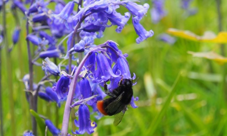 Red-tailed bumblebee in the Malverns.