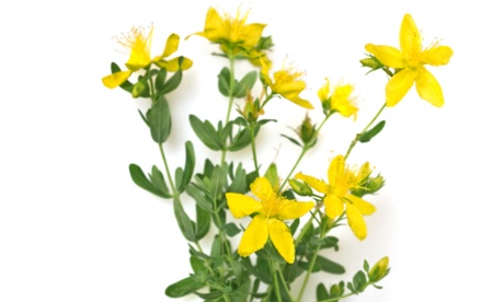 Trials suggest that St John's wort is as effective as prescribed antidepressant drugs.