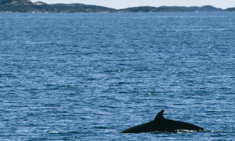 A minke whale slices through the sea off the Isle of Mull