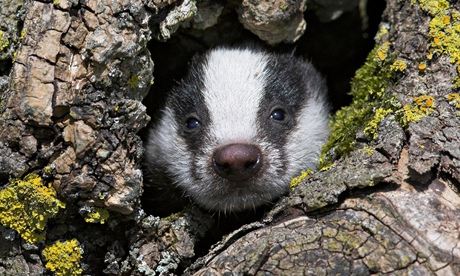 Badger cub (Meles meles), captive, UK
