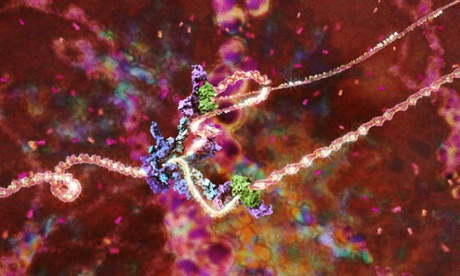 The DNA replisome - a machine for copying DNA