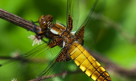 Female broad-bodied chaser dragonfly at Waltham Brooks.