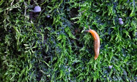 Baby slug … why the change of colour? Photograph: Alamy