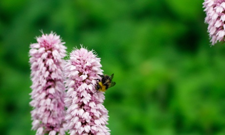 Two flower heads of Bistort Superbum with hoverfly, Kent.