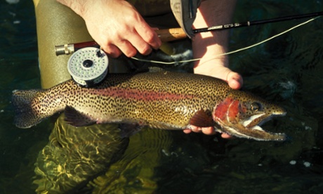 A large Rainbow trout about to be released by fly fisherman