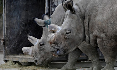 CZECH-KENYA-WILDLIFE-ANIMALS