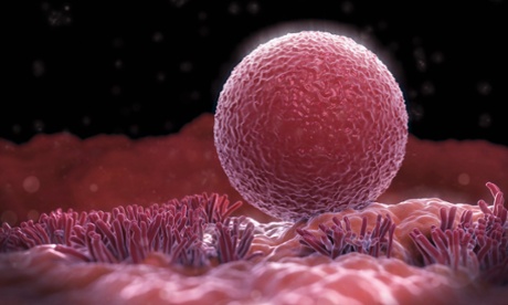 Ovum in fallopian tube