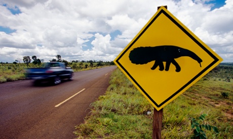 Look out, look out … there are giant anteaters about. In Brazil anyway.