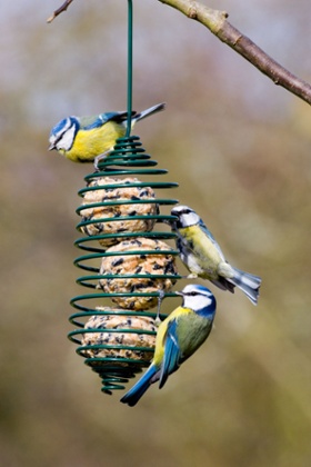 Blue Tits on a garden fat ball feeder.