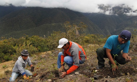 Workers in Peru plant seedlings as part of reforestation programmes promoted by the Amazon Conservation Association.