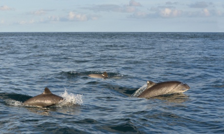 Harbour Porpoises