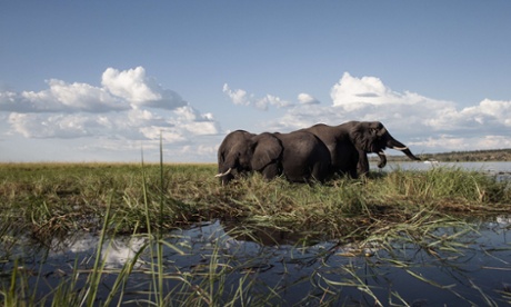 Elephants graze in the Chobe river in Botswana Chobe National Park.