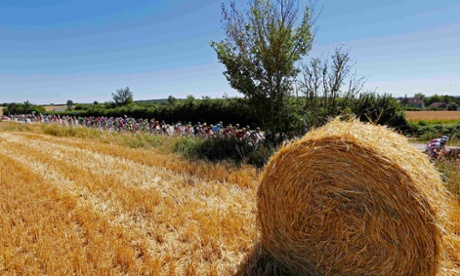 The peloton making hay.