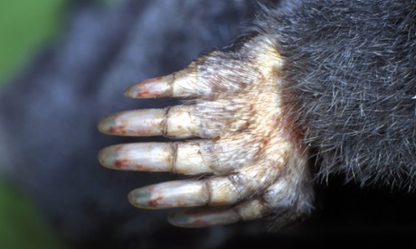 mole digging paw 
