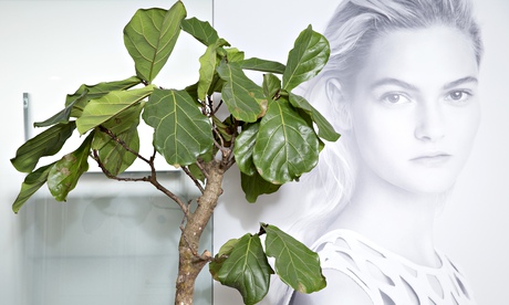 cheeseplant and print