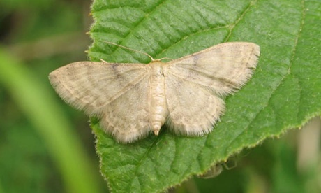Silky wave moth (Idaea dilutaria).