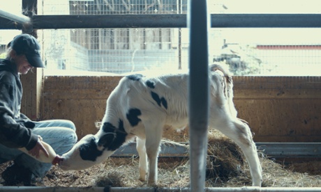 calf Caring Dairy Ben & Jerry