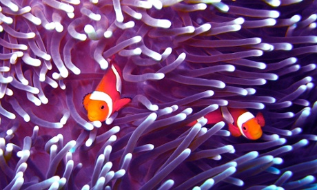 Clown fish
