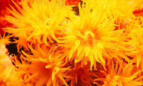 daisy coral