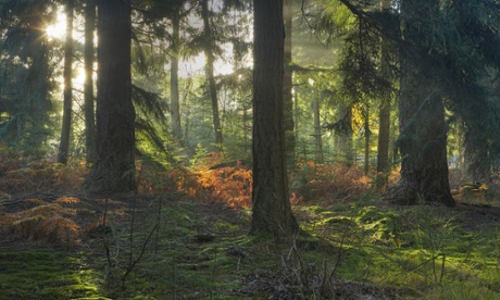 The public defeated plans to privatise forests because of what trees symbolise about a community.