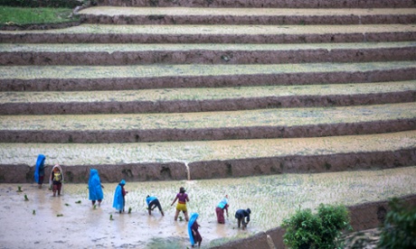 Nepalese farmers plant rice in a paddy field in the district of Sindhupalchwok at the start of the monsoon season.
