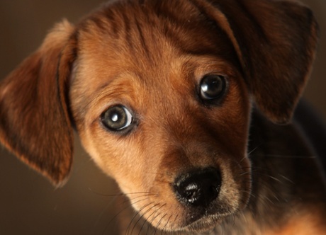 A seven-week-old Daschund cross puppy waits at Manchester and Cheshire Dogs Home.
