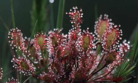 A long-leaved sundew is among the flora and fauna that will flourish in the military zones of Borkenbergen.