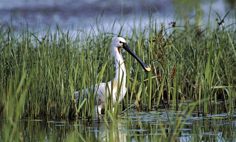 A spoonbill at Wallasea Island, Essex