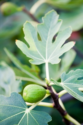 fig tree