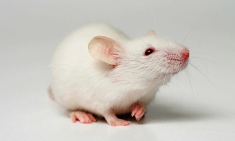 white  mouse: epigenetics in rodents