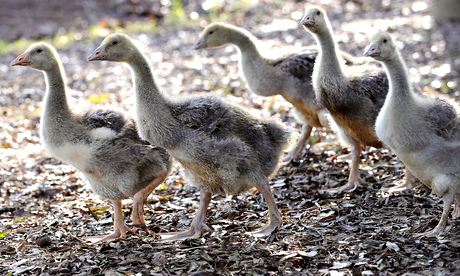 Goslings 