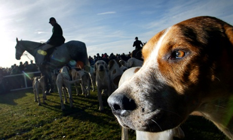 Hunting dogs and hunstmen at Badminton