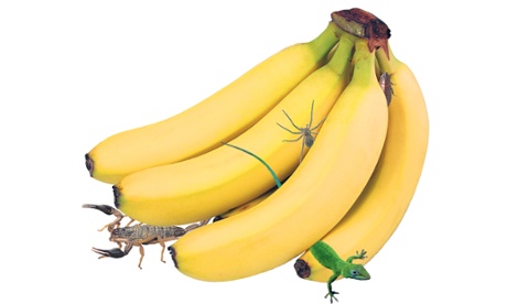Bananas with creepy crawlies