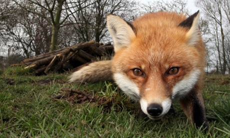 The red fox: ‘Admired and anthropomorphised, nurtured and tortured for centuries.’